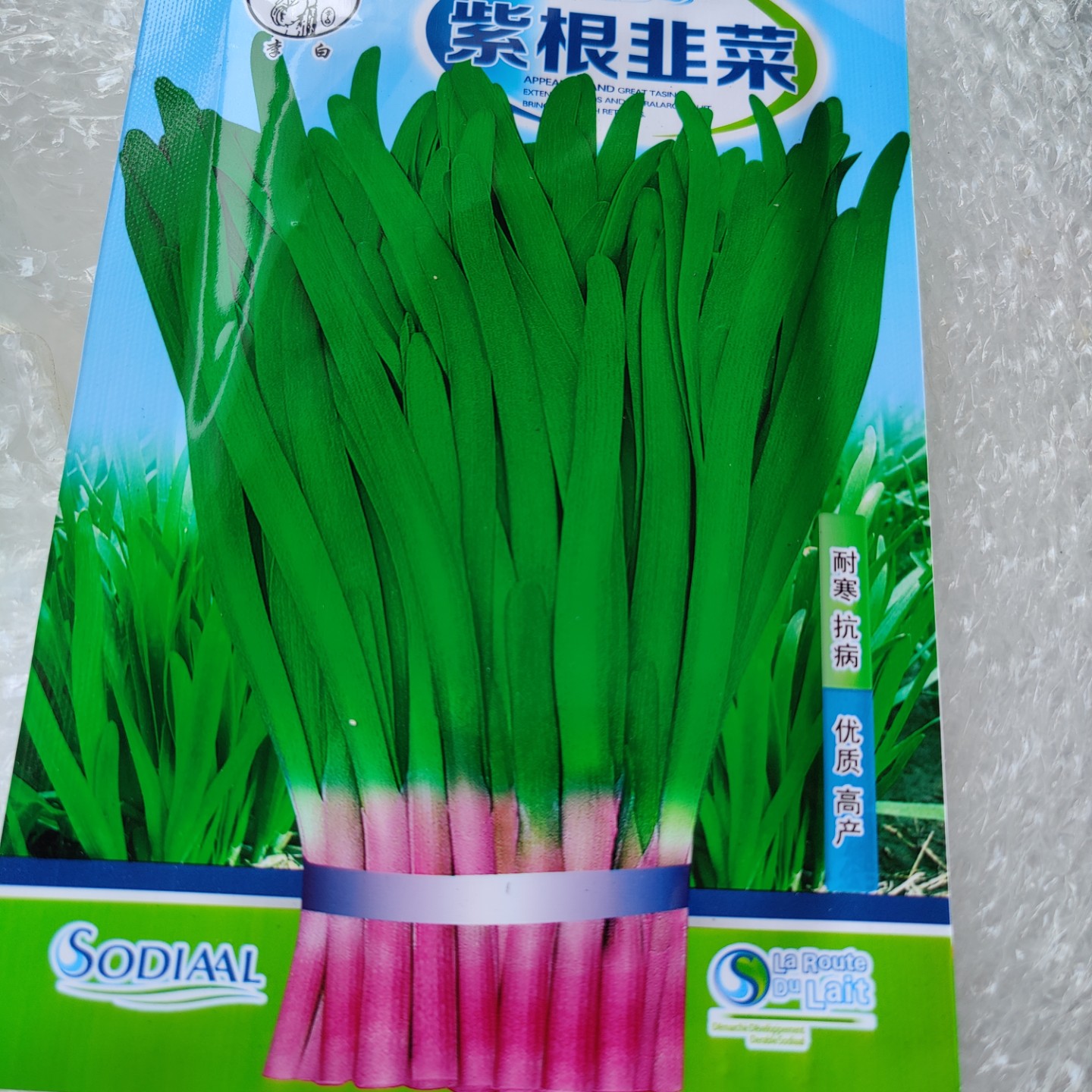 紫根韭菜种子 东北耐寒抗病高产多年生菜园蔬菜宽叶肉厚味浓40CM - 图3