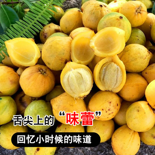 广西岭南山竹子 竹节子果 罗檬树竹节果树泰国山竹常绿果苗树苗 - 图2