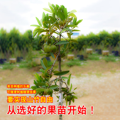 广西岭南山竹子 竹节子果 罗檬树竹节果树泰国山竹常绿果苗树苗 - 图0