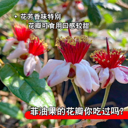 新奇观赏大果费约果斐济果菲油果水果树苗盆栽南方庭院种植带土发 - 图3