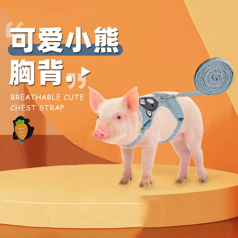 小香猪牵引绳专用溜宠物猪牵引绳遛泰国养小香猪的绳子生活用品,淘宝优惠券,粉丝福利购,淘宝优惠卷