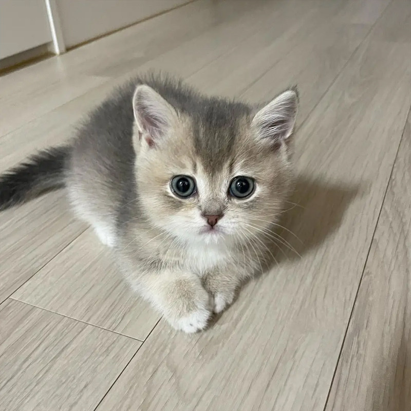 幼猫牵引绳小猫咪3斤以内外出迷你茶杯犬小狗工字型背带遛狗猫绳,淘宝优惠券,粉丝福利购,淘宝优惠卷