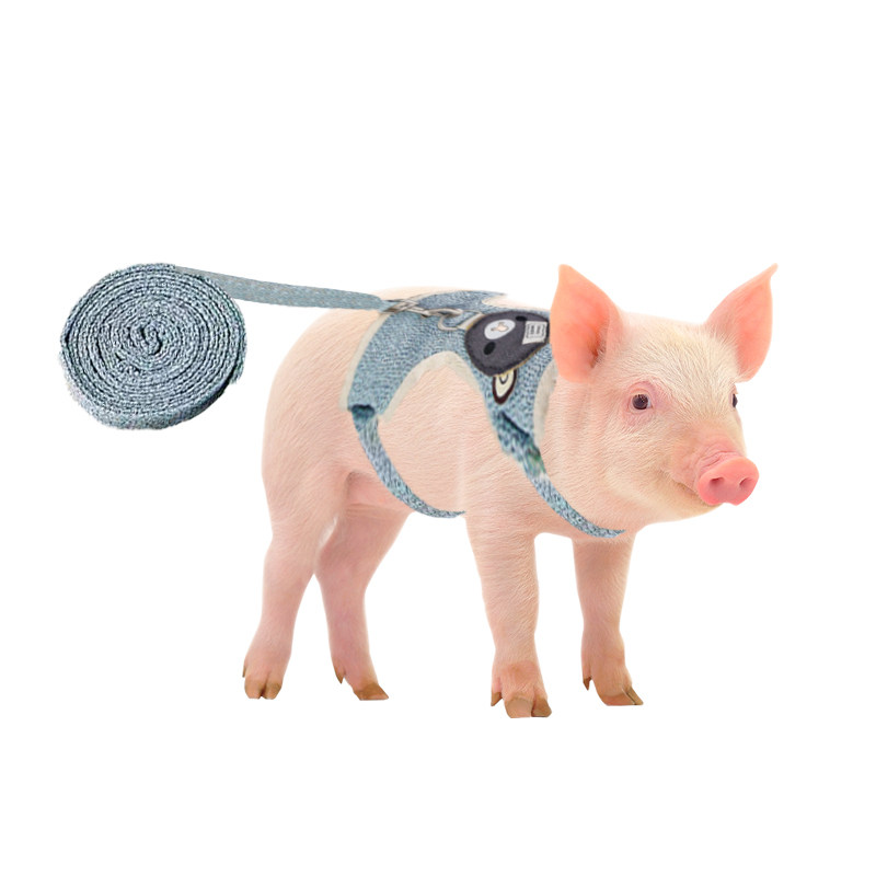 小香猪牵引绳专用溜宠物猪牵引绳遛泰国养小香猪的绳子生活用品,淘宝优惠券,粉丝福利购,淘宝优惠卷