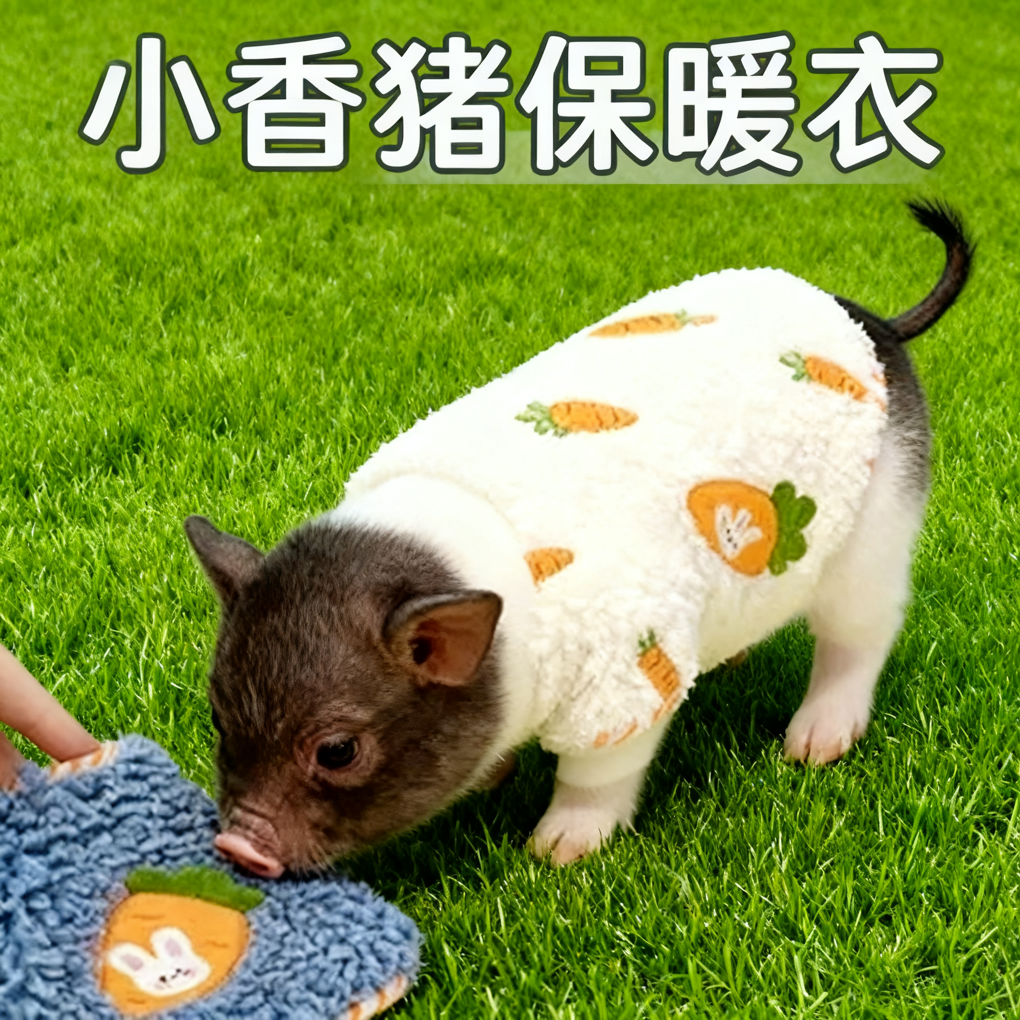小香猪保暖衣服加绒加厚秋冬天穿的可爱棉衣服宠物迷你网红猪户外,淘宝优惠券,粉丝福利购,淘宝优惠卷