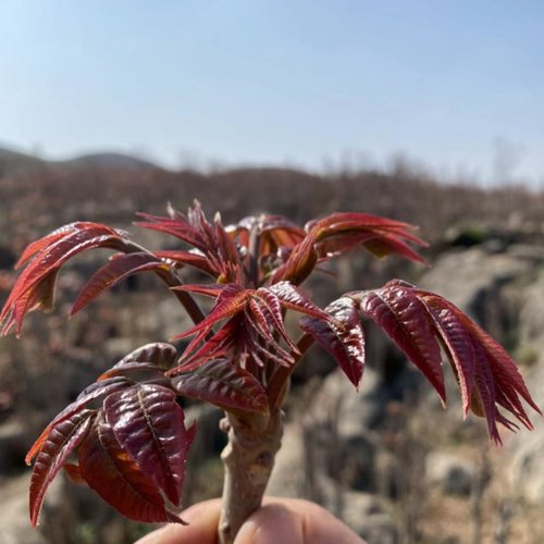 香椿树苖香椿苗红油椿树苗庭院盆栽地栽食用芽苗南方北方种植四季-图2