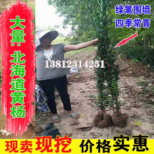 围墙篱笆植物北海道苗大叶黄杨法国冬青树苗四季常青耐寒工程绿篱 - 图0