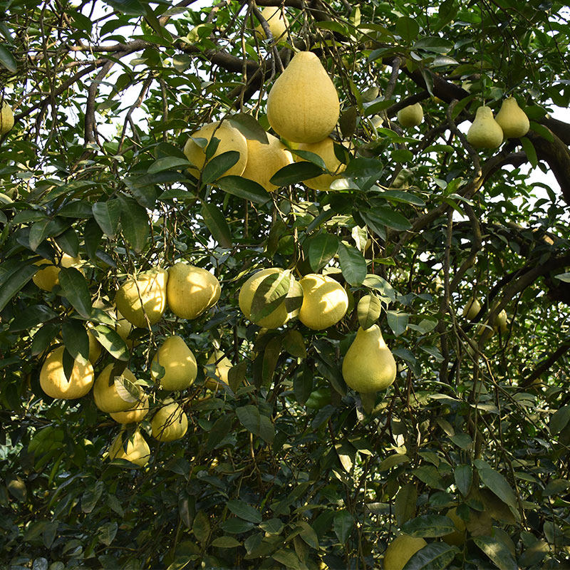 精品大果重庆长寿正宗沙田柚水果新鲜白心柚子非梅州容县包邮10斤,淘宝优惠券,粉丝福利购,淘宝优惠卷