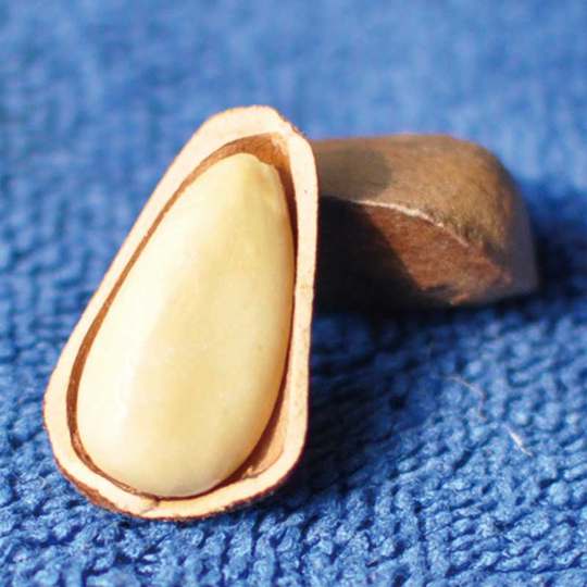 Changbai Mountain freshly roasted and sold Aoaoxiang bulk red pine nuts