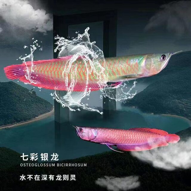 Letao Colorful Dragon upper fish green bottom red frame easy to maintain