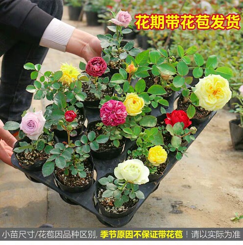 11元2棵  多季  开花  淡香   多 色    月季  灌木  欧月 - 图2