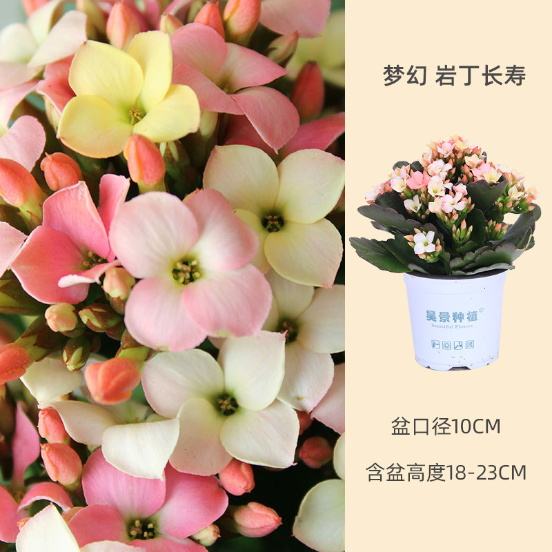 昊景单瓣长寿花岩丁四季开花带花苞阳台庭院花卉多肉植物巴黎重瓣 花间游园艺旗舰店 淘优券