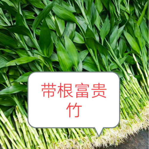 带根富贵竹水培转运竹荷花观音竹龙竹办公室内客厅植物花卉 - 图0