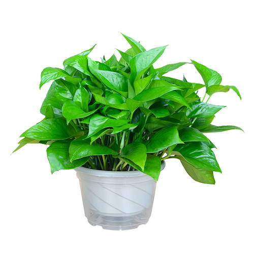 大叶绿萝盆栽办公桌室内绿植水培花卉植物净化空气客厅盆景 - 图3