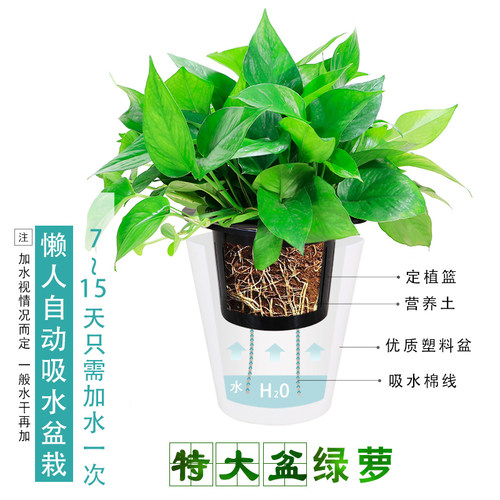 大叶绿萝盆栽办公桌室内绿植水培花卉植物净化空气客厅盆景 - 图2