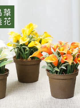 小盆栽晶华高档摆件迷你盆栽