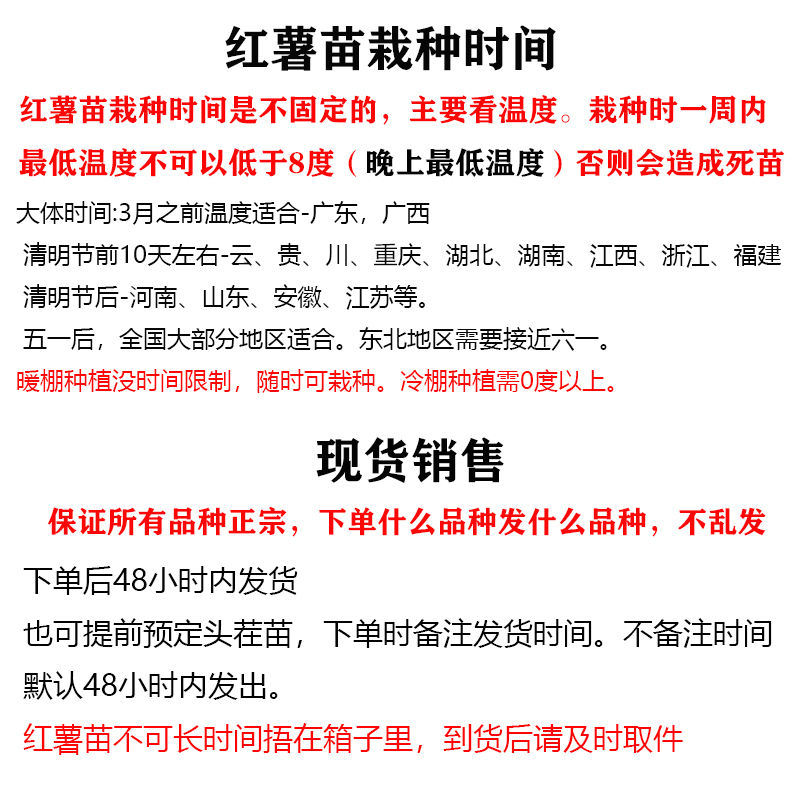 红薯苗秧山东蜜薯苗烟薯25号糖心红薯苗西瓜红紫薯板栗薯苗地瓜苗 - 图3