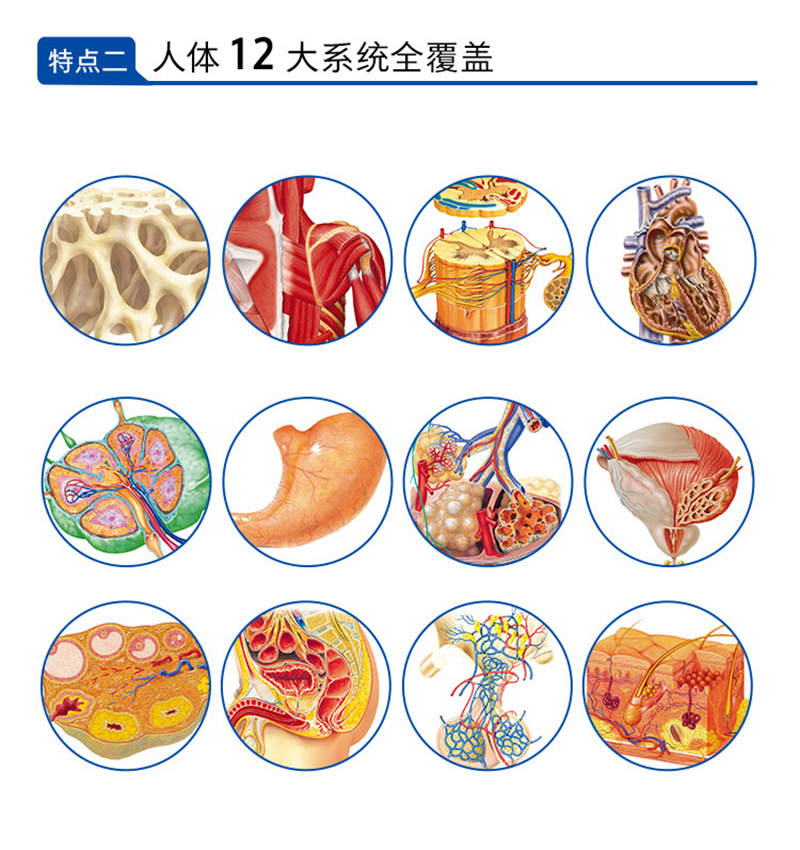 现货正版 人体解剖学 结构和功能图谱 马超 北京协和医学院主任翻译彩色图谱彩色学解刨学奈特书籍正常医学实用彩色学全彩彩图系统 - 图2