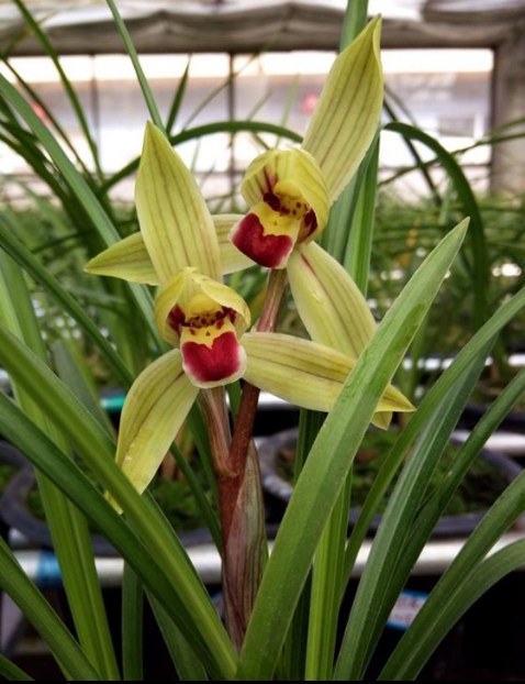 包邮云南名品兰花苗盆景莲瓣兰【金龙献宝】浓香绿植花卉园艺盆栽,淘宝优惠券,粉丝福利购,淘宝优惠卷