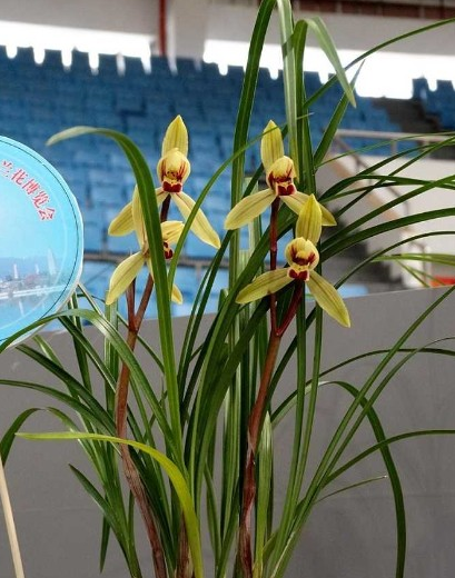 包邮云南名品兰花苗盆景莲瓣兰【金龙献宝】浓香绿植花卉园艺盆栽,淘宝优惠券,粉丝福利购,淘宝优惠卷