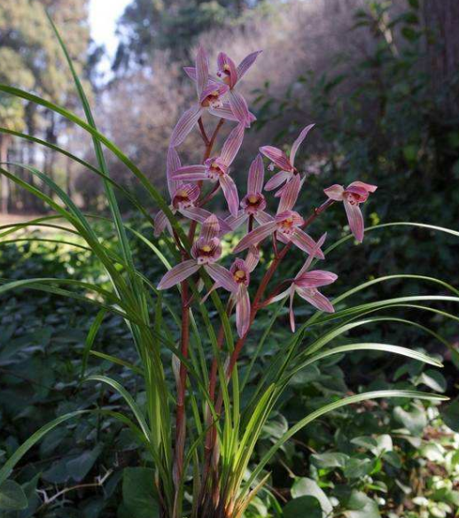 云南自然老种兰花苗 莲瓣兰【映山红】浓香绿植花卉园艺盆景,淘宝优惠券,粉丝福利购,淘宝优惠卷