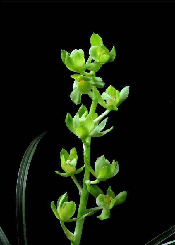 包邮浙江名品兰花苗盆景  蕙兰【王氏素荷】浓香绿植花卉盆景园艺,淘宝优惠券,粉丝福利购,淘宝优惠卷