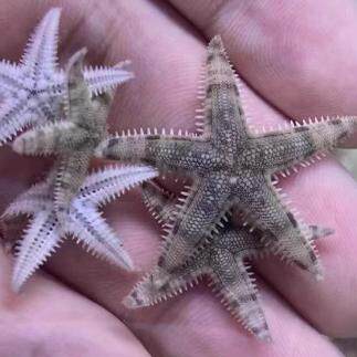 【绿艺水族】海缸清洁生物翻砂海星假棉羊虾紫底星螺除藻不伤珊瑚