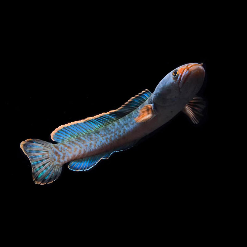 进口克伦尼翠玉橙斑雷龙鱼小型凶猛观赏鱼热带猛鱼血斑活体包邮 - 图0