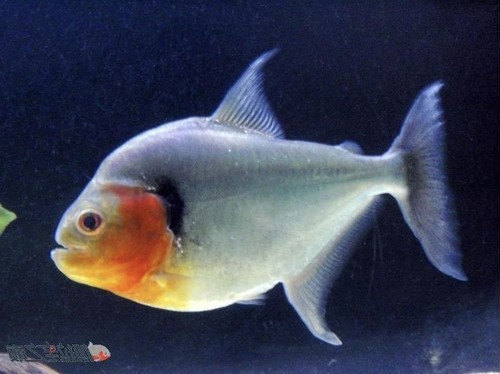 辛古水虎鱼凶猛鱼热带鱼观赏鱼大型鱼S属单养淡水肉食性猛鱼包邮 - 图2