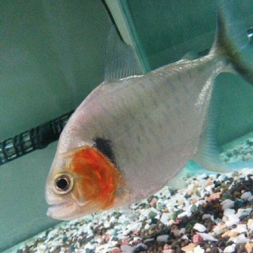 辛古水虎鱼凶猛鱼热带鱼观赏鱼大型鱼S属单养淡水肉食性猛鱼包邮 - 图3