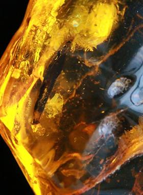 随形珠子项坠天然琥珀送手编绳