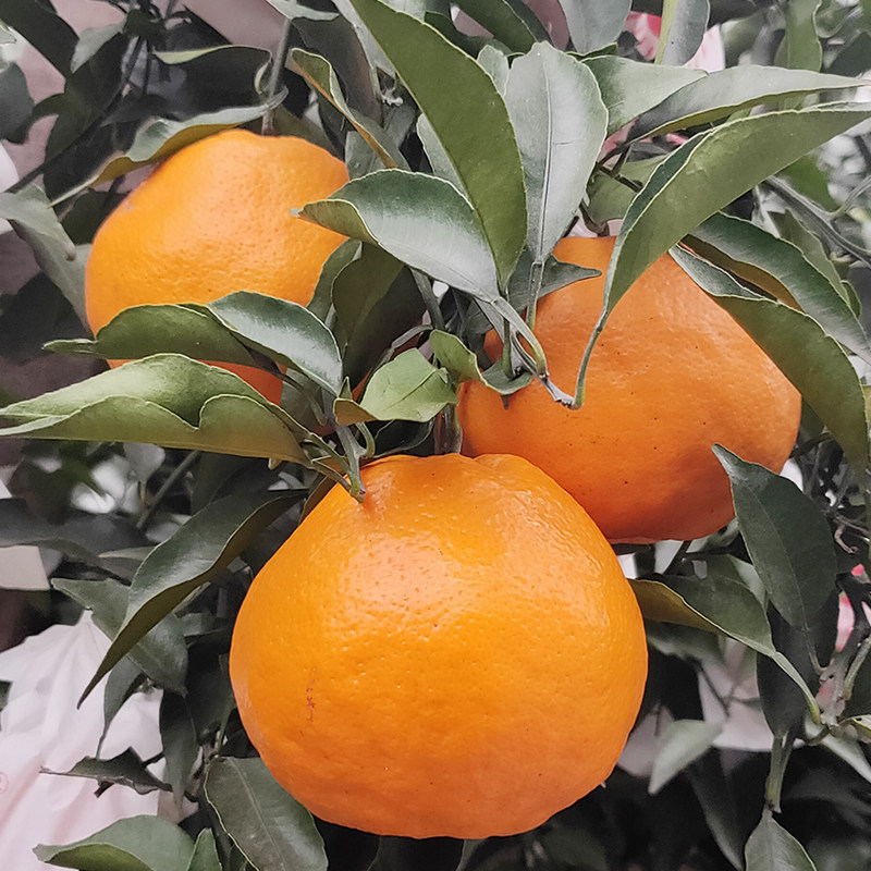 四川春见耙耙柑现摘现发粑粑柑10斤当季整箱新鲜水果精选大果包邮