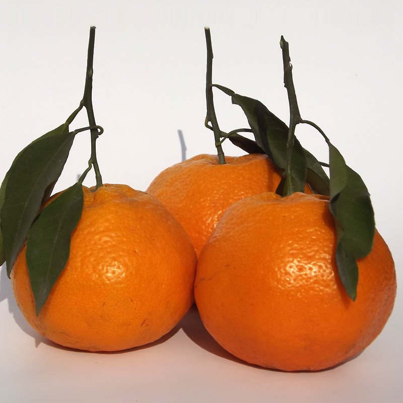 四川春见耙耙柑现摘现发粑粑柑10斤当季整箱新鲜水果精选大果包邮