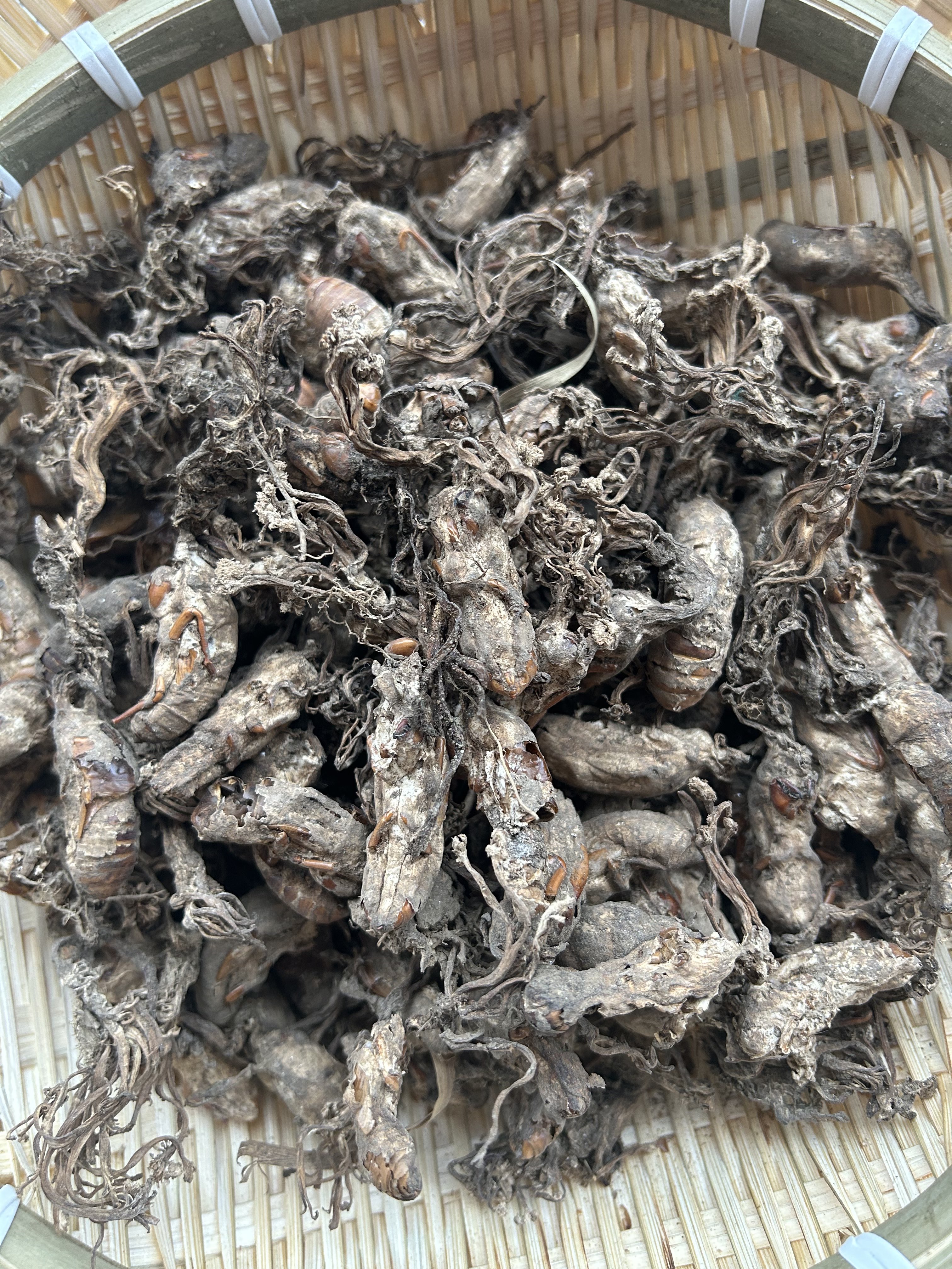 野生金蝉花250g 蝉蛹草 知了花 土蝉花 新货无添加泡水煲汤泡酒 - 图1