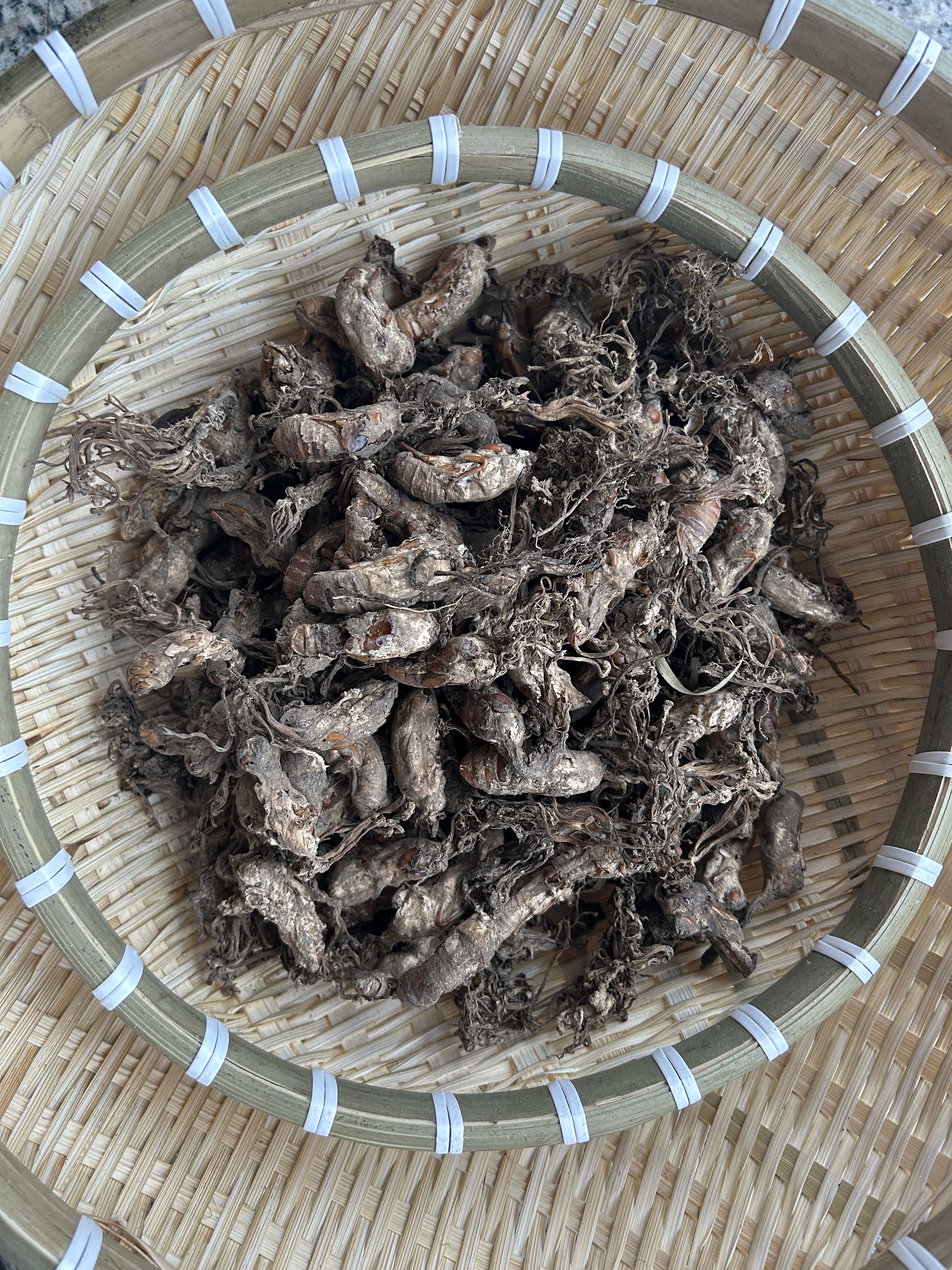 野生金蝉花250g 蝉蛹草  知了花 土蝉花 新货无添加泡水煲汤泡酒 - 图3