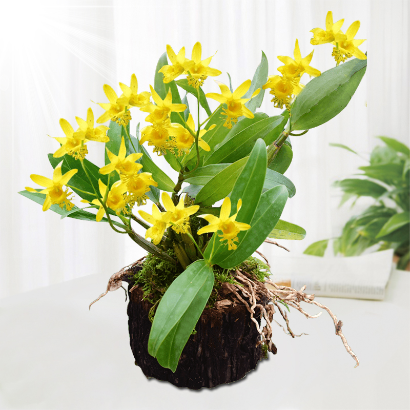 道地养生旗舰店【刹那芳华石斛树桩】带木头发货非铁皮石斛苗鲜条枫斗铁皮石斛花1