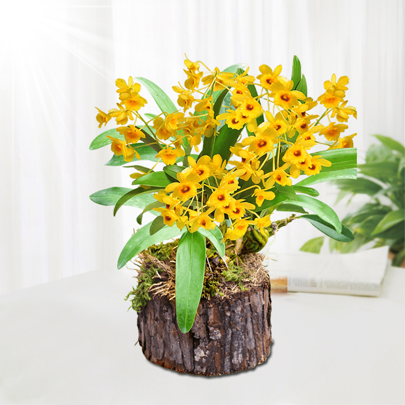 道地养生旗舰店【鼓槌石斛树桩】 带木头发货 非铁皮石斛苗 鲜条枫斗 铁皮石斛花1