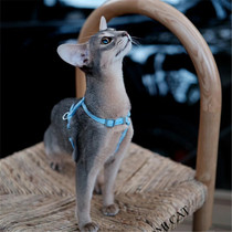 Abyssinia Cat Infant Cat Pet Cat Red Abi Blue Abbey Small Deer Color Original Color Double Lineage High IQ