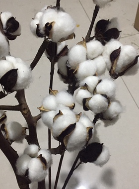 木棉花干花真花天然树枝永生花diy花束材料ins风客厅家居棉花装饰