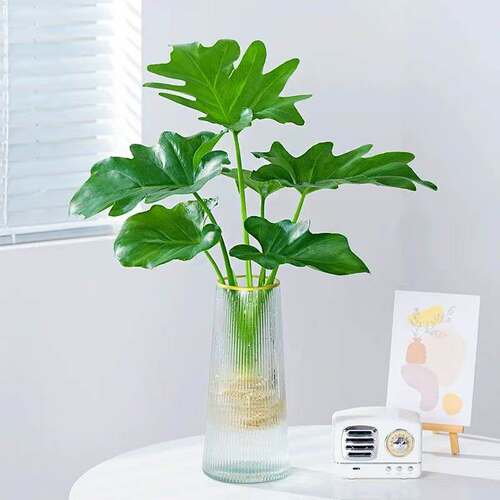 龙鳞春羽水培植物大型老桩盆栽室内客厅水养大叶绿植四季常绿好养 - 图3