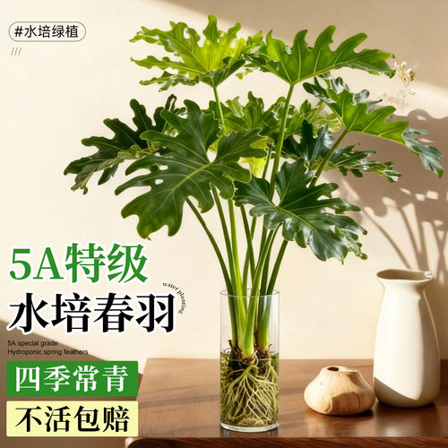 龙鳞春羽水培植物大型老桩盆栽室内客厅水养大叶绿植四季常绿好养 - 图0