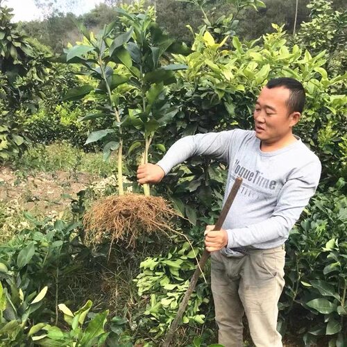 红心蜜柚树苗 正宗红肉蜜柚苗 红心蜜柚树苗 嫁接红心柚子树苗 - 图2
