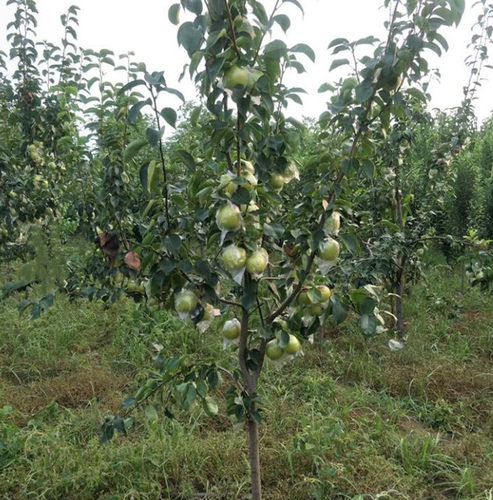 翠冠梨树果苗南北方庭院地栽种植特大果树苗盆栽嫁接活苗当年结果 - 图3