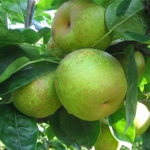 翠冠梨树果苗南北方庭院地栽种植特大果树苗盆栽嫁接活苗当年结果 - 图1