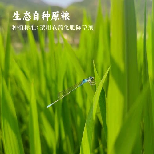 简箪纯粮麦芽糖生态原粮拉丝糖手工搅搅糖饴糖儿时味道谦益农业 - 图3