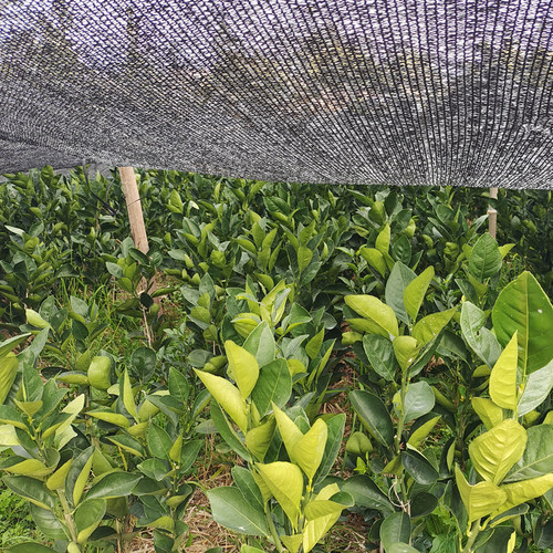 正宗江西赣南脐橙苗 嫁接纽荷尔橙子苗 卡拉红肉血橙树苗水果树苗 - 图2