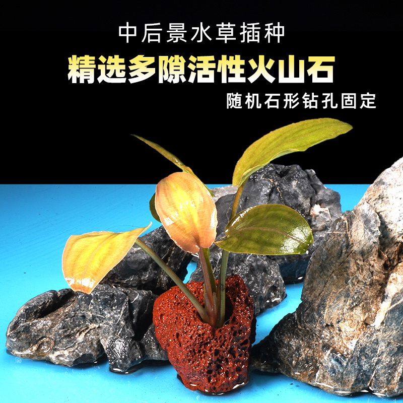 鱼缸水草草缸水生植物淡水活体懒人造景无需底沙火山石定植草增氧 - 图1