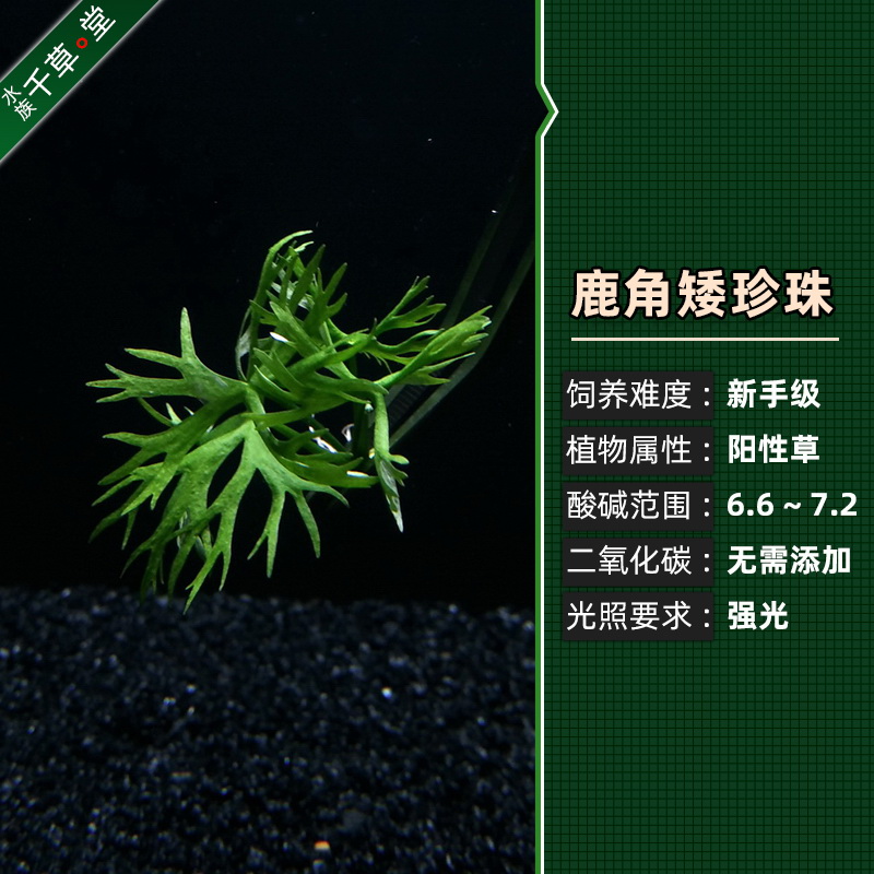 千草堂水族水草淡水活体前景草套餐植物鹿角矮珍珠坨草懒人草包邮 - 图1