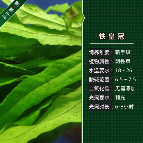 铁皇冠定植细叶铁鹿角铁鱼缸水族箱活体草中后景蕨类淡水水草包邮 - 图1