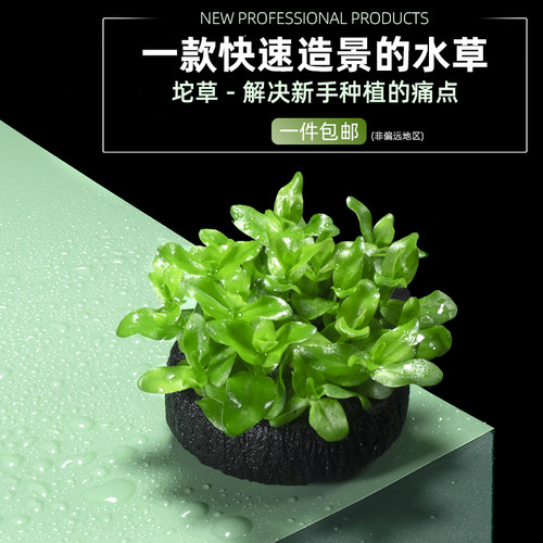 水草菊花水草缸定植造景植物活体懒人观赏套餐真草坨草宫廷血心兰 - 图0