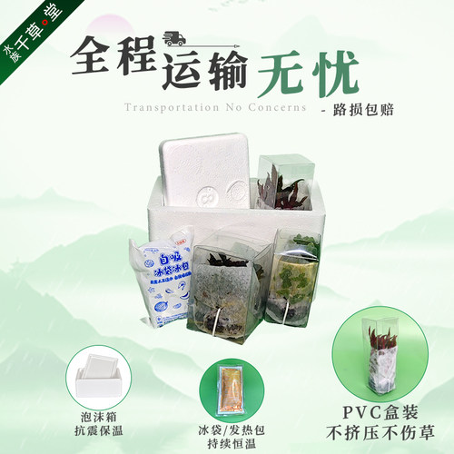 水草菊花水草缸定植造景植物活体懒人观赏套餐真草坨草宫廷血心兰 - 图3